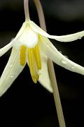 Oregon Fawn Lily, Erythronium oreganum